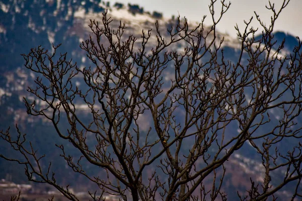パキスタンのブルボンで ぼやけた背景に裸の木の枝のクローズアップショット — ストック写真