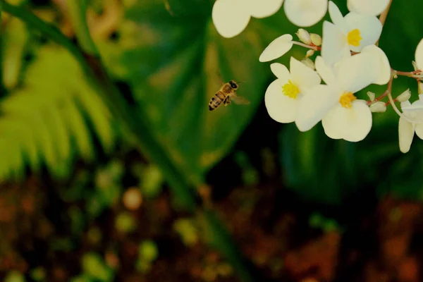 Een Close Van Een Bij Bestuivende Begonia Peltatifolia Bloemen — Stockfoto