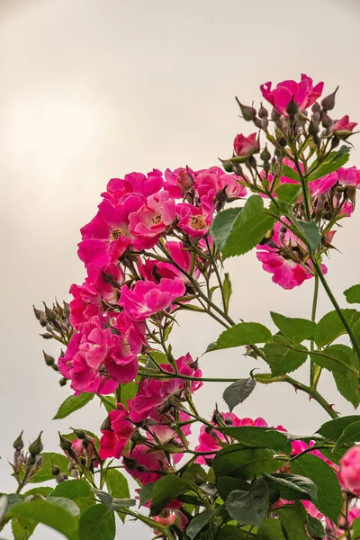 Vertikální Záběr Růžové Phlox Paniculata Květy Oblohou Pozadí — Stock fotografie