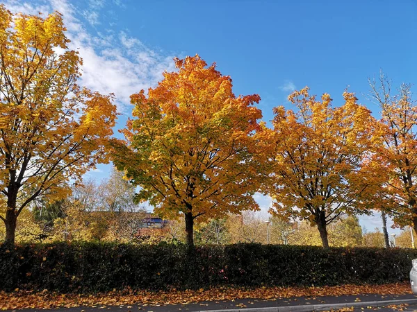 Een Prachtige Herfst Met Gele Bomen Tegen Een Blauwe Bewolkte — Stockfoto