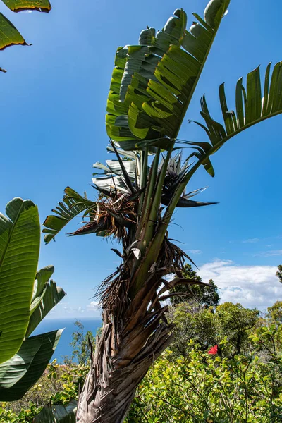 Colpo Verticale Una Pianta Ravenala Madagascariensis Nel Giardino Sotto Cielo — Foto Stock