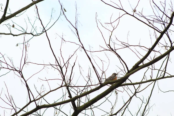 Kasvetli bir günde bir ağacın çıplak dalına tünemiş bir Amerikan bülbülü düşük açılı görüntüsü.