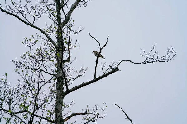 Tiro Ángulo Bajo Pájaro Tordo Cantor Posado Sobre Ramas Secas — Foto de Stock