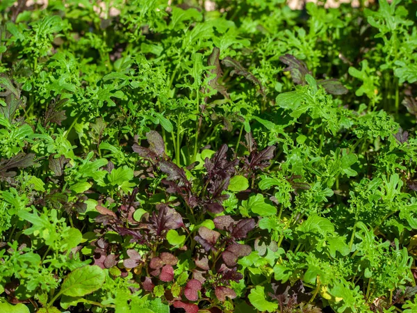 Ένα Κοντινό Πλάνο Της Καλλιέργειας Του Μικροπράσινου Ρόκα Πράσινα Φύλλα — Φωτογραφία Αρχείου