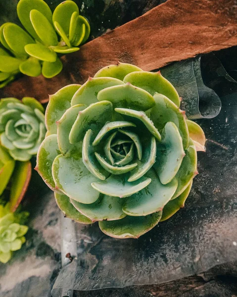 Tiro Close Pedra Echeveria Subiu — Fotografia de Stock