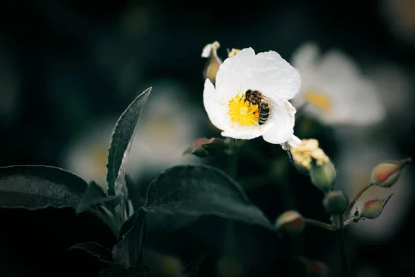 Närbild Ett Som Samlar Nektar Från Vit Blomma — Stockfoto