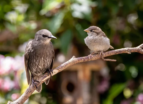 Ahşap Bir Dala Tünemiş Bir Çift Sıradan Serçe Kuş — Stok fotoğraf