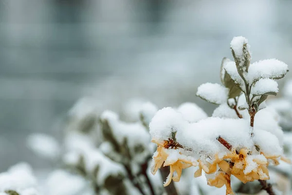 Výběr Květin Pokrytých Sněhem Jarním Dni — Stock fotografie