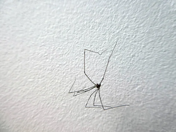 Spider Genaamd Daddy Longlegs Phalangium Opilio Een Witte Muur — Stockfoto