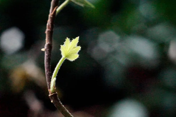 Ένα Κοντινό Πλάνο Ενός Πράσινου Φύλλου Ένα Κλαδί Ένα Θολό — Φωτογραφία Αρχείου