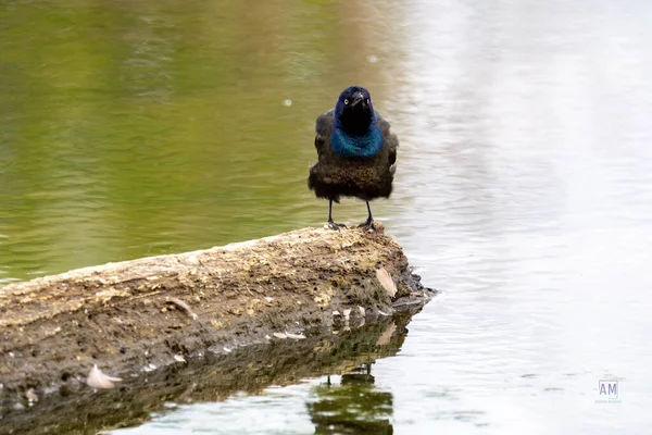 Detailní Záběr Obyčejného Chrastítka Quiscalus Quiscula Kládě Vody — Stock fotografie