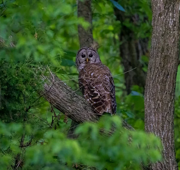 Ormandaki bir dala tünemiş bir baykuş