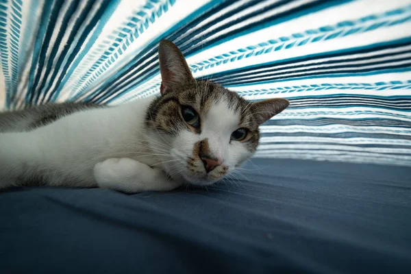 Gros Plan Chat Domestique Caché Sous Une Couverture Colorée — Photo