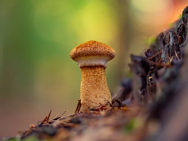 Egy Kis Hibátlan Suillus Kavicsos Gomba — Stock Fotó