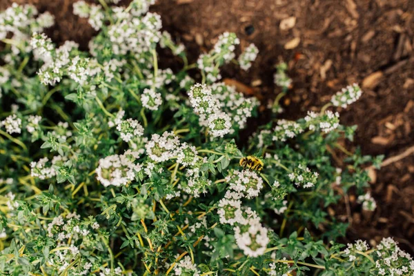 Thyme Planta Com Flores Brancas Rastejando Branco Thymus Praecox Albiflorus — Fotografia de Stock
