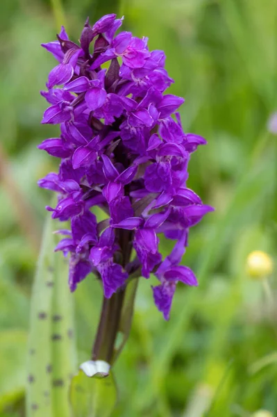 Mor bir Dactylorhiza majalis çiçeğinin dikey çekimi bulanık bir arkaplanda