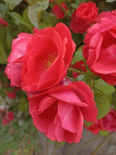 Primer Plano Vertical Rosa Hansaland Hermosas Flores Rojas Arbusto Enfoque — Foto de Stock