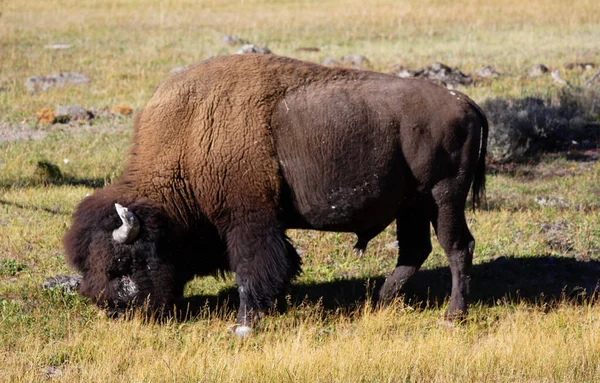 Kırsalda otlayan yetişkin bir bizon.
