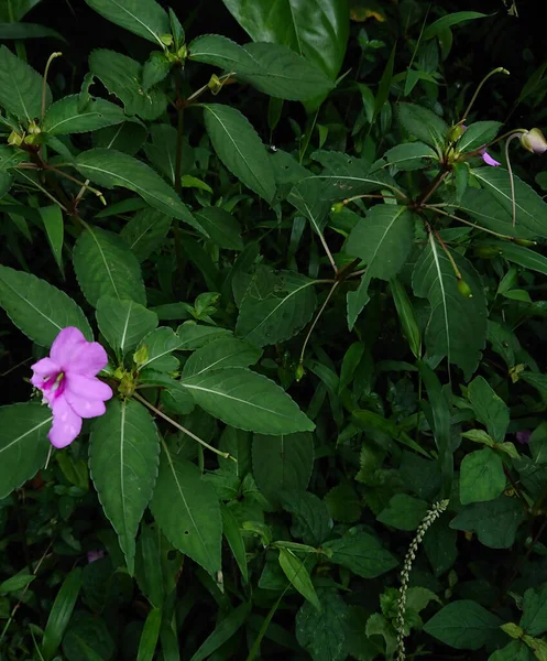 Pionowe Zbliżenie Ujęcie Kwitnącego Różowego Himalajskiego Balsamu Kwiat — Zdjęcie stockowe