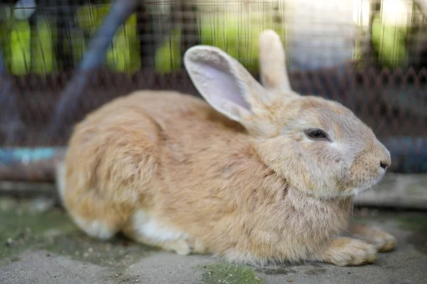 Närbild Brun Kanin Som Ligger Skuggan — Stockfoto