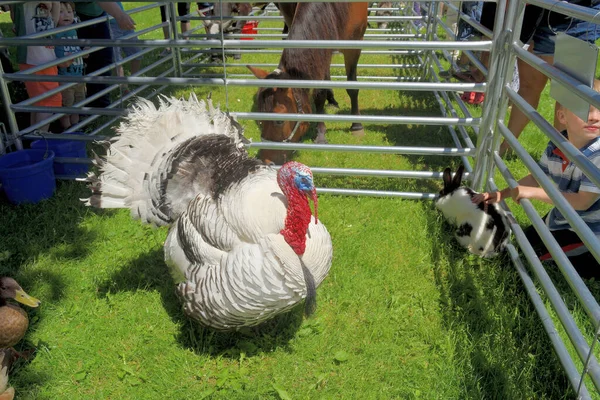 Primer Plano Pavo Blanco Pecho Ancho Zoológico Mascotas —  Fotos de Stock