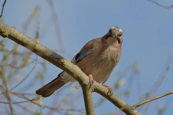 Primo Piano Basso Una Bella Jay Eurasiatica Albero — Foto Stock