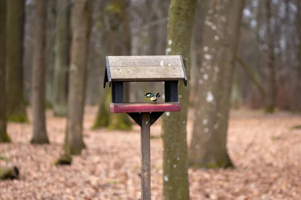 Great Tit Parus Major Birdhouse Forest — Foto de Stock