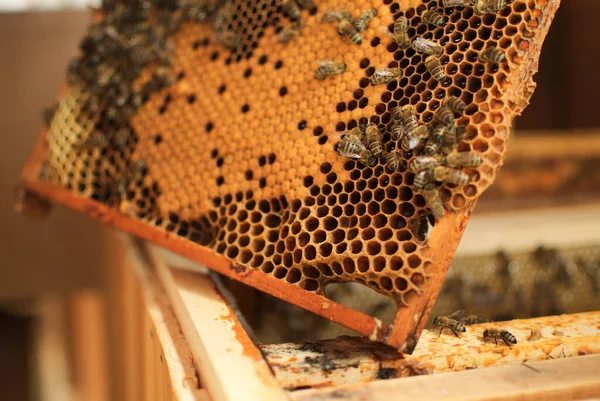 Arıların kovanlardaki bal hasadı sırasındaki yakın çekimi.