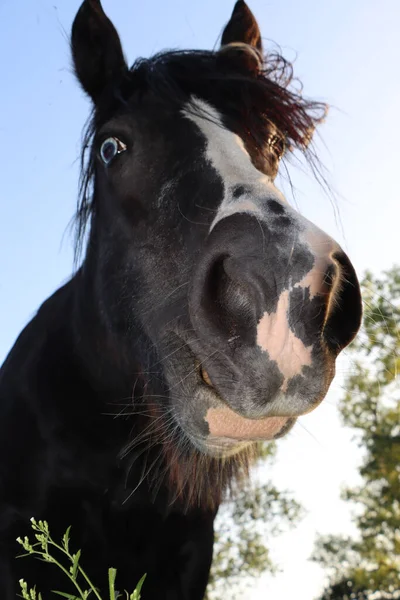 Eine Vertikale Nahaufnahme Eines Gefleckten Schwarzen Weißen Pferdes Schnauze — Stockfoto