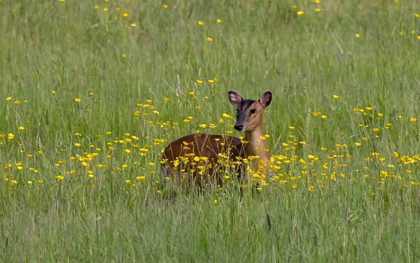Shallow Focus Cute Roe Deer Capreolus Capreolus Sitting Grass Yellow — Stock Photo, Image