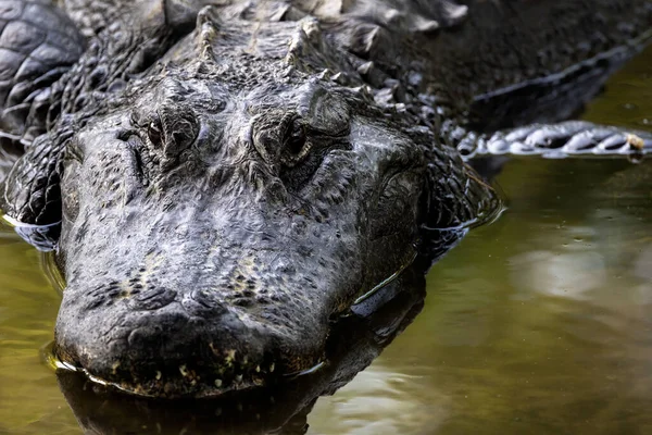 Een Close Shot Van Het Hoofd Van Een Amerikaanse Alligator — Stockfoto