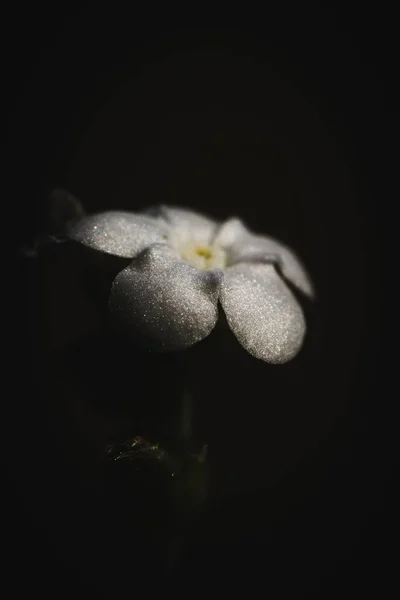 Eine Nahaufnahme Einer Einzelnen Weißen Blume Der Dunkelheit — Stockfoto