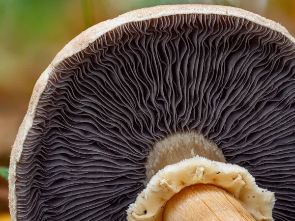 Primo Piano Delle Branchie Funghi Stropharia Rugosoannulata Lutea — Foto Stock