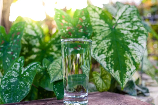 一杯放在桌子上的水 带有模糊的绿色背景 — 图库照片