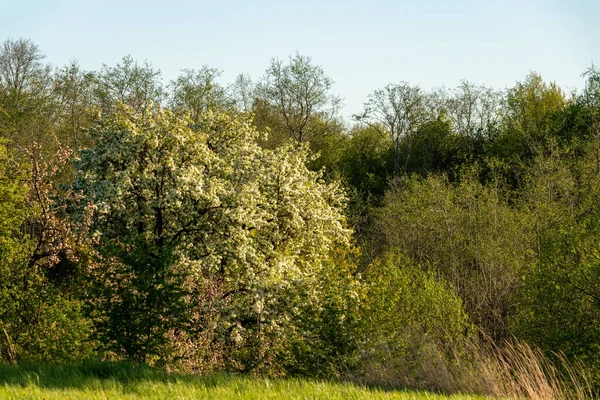 Parkta Yeşil Ağaçların Çimlerin Güzel Manzarası — Stok fotoğraf