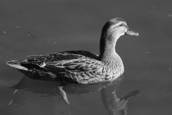 Primer Plano Ánade Real Nadando Lago Blanco Negro —  Fotos de Stock