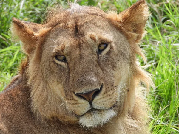 Een Dichtbij Shot Van Een Leeuw Liggend Een Gras Maasai — Stockfoto