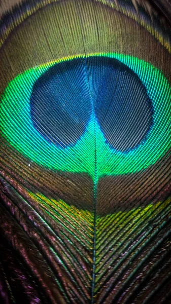 Primer Plano Vertical Detalles Colores Brillantes Una Pluma Pavo Real —  Fotos de Stock