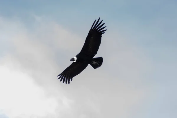 Andský Kondor Letící Modrém Jasném Pozadí Oblohy — Stock fotografie