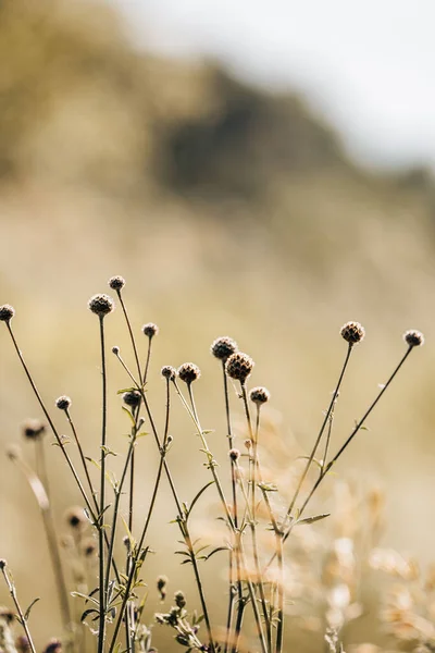 Eine Vertikale Aufnahme Schöner Blumen Eltville Deutschland — Stockfoto