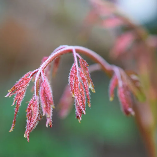 Bulanık arkaplanda bir akçaağaç yakın çekim