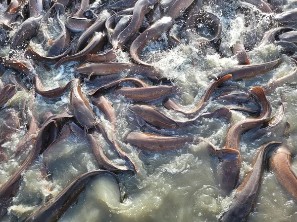 Sacco Pesce Nell Allevamento Ittico Alimentazione Pesci Acqua Dolce Allevati — Foto Stock