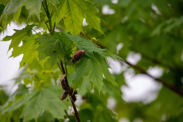 花园里树叶上一只虫子的特写镜头 — 图库照片