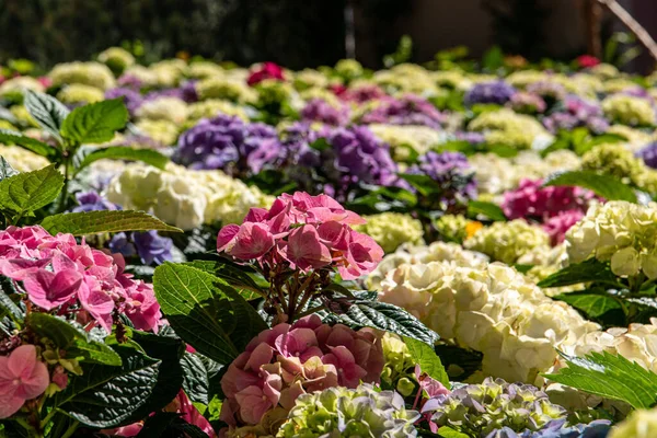 Uno Scatto Selettivo Ortensia Francese Colorata Nel Giardino — Foto Stock