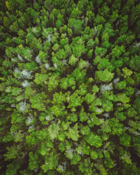 Flygfoto Över Gröna Skogsträd — Stockfoto