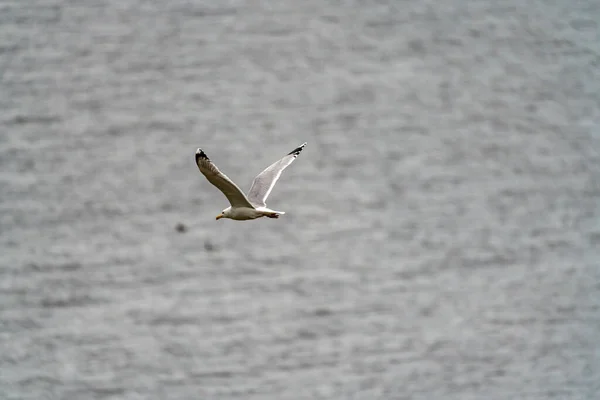 Una Gaviota Volando Sobre Fondo Borroso Agua — Foto de Stock