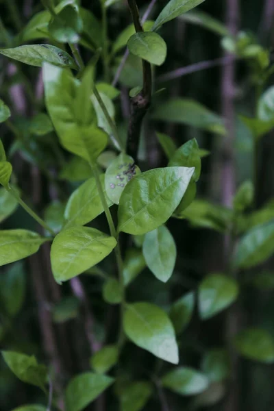 Eine Vertikale Aufnahme Von Pflanzenblättern — Stockfoto