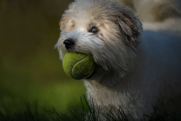Coton Tulear Green Ball Her Mouth Nice Eye Blurry Background — Stock Photo, Image