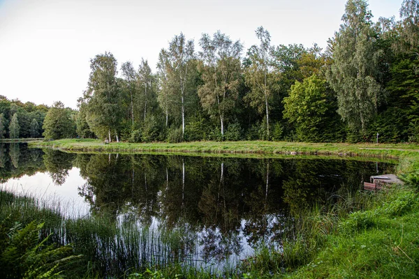 Uma Paisagem Natural Vista Uma Pequena Lagoa Floresta Com Reflexos — Fotografia de Stock