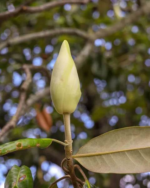 Kapalı Bir Magnolia Çiçeğinin Dikey Yakın Çekimi — Stok fotoğraf